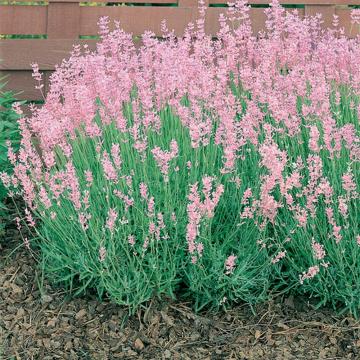 Lavanda roz de 25 cm la ghiveci