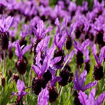 Lavanda violet (Lavandula Victory) de 25cm la ghiveci