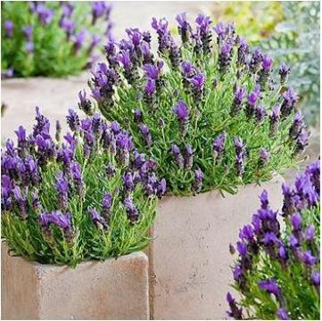 Lavanda