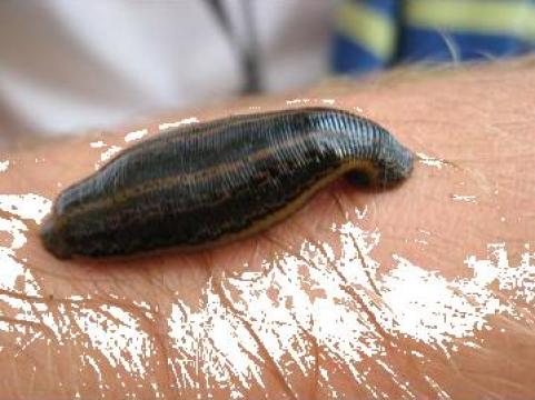 Lipitori medicinale Hirudomedicinalis