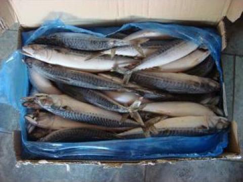 Macrou Spania