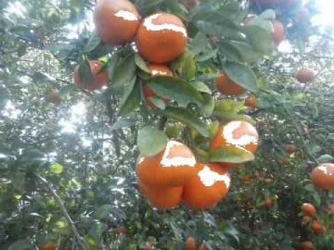 Mandarine