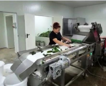 Masina de spalat fructe si legume + masa de sortare