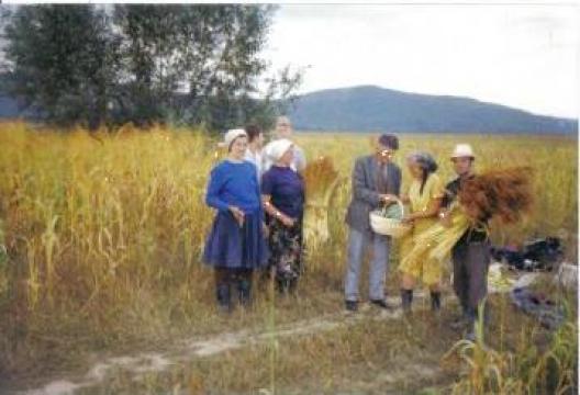 Maturi sorg din natura pentru curatenie