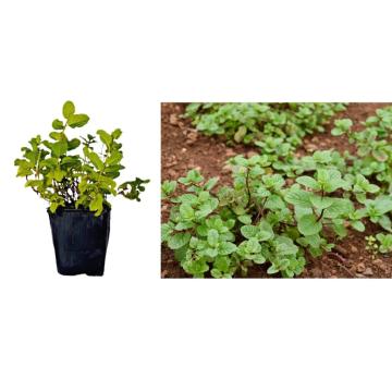 Menta la ghiveci de 15-25cm