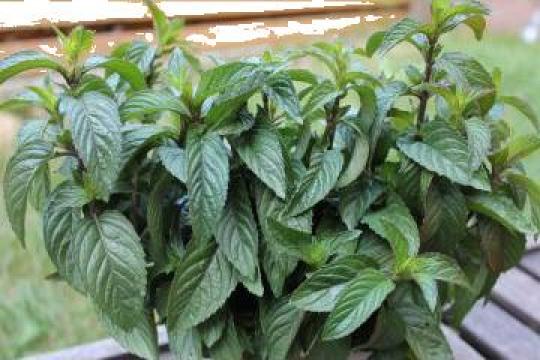 Menta piperita Mentha x piperita Chocolate