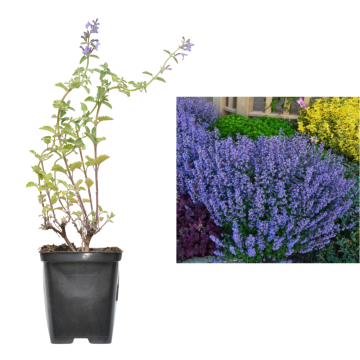 Menta pisicii Purrsian Blue - 30 cm la ghiveci