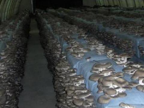 Miceliu Pleurotus 10 litri P70 Italspawn