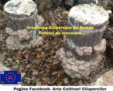 Miceliu pentru butuci pastrav de fag (pleurotus)