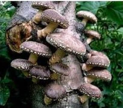 Miceliu pentru ciuperci Shiitake