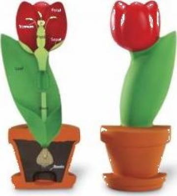 Model de sectiune a plantei
