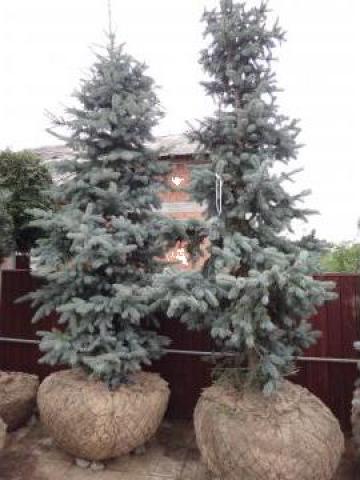 Molid Argintiu - Picea Pungens Hopsii, Picea Pungens