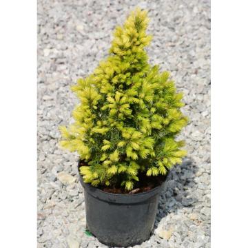 Molid Daisy's White de 40 cm la ghiveci de 3L
