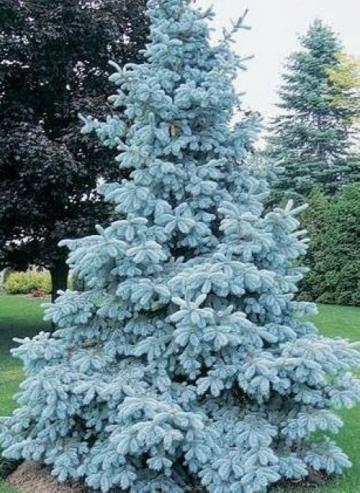 Molid argintiu la ghiveci de 35 L Picea pungens Hoopsii