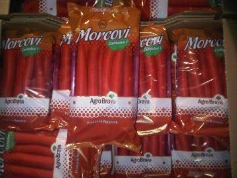 Morcov