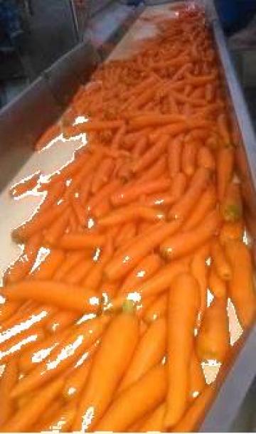 Morcovi import Spania