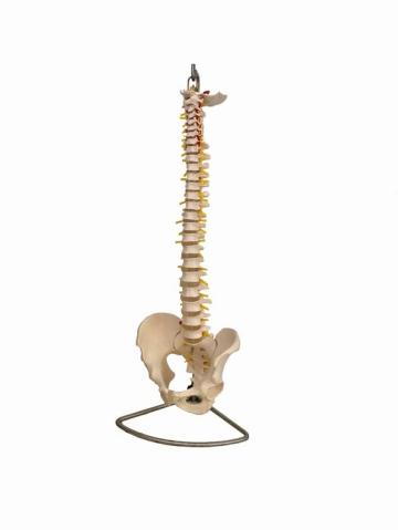 Mulaj coloana vertebrala flexibila