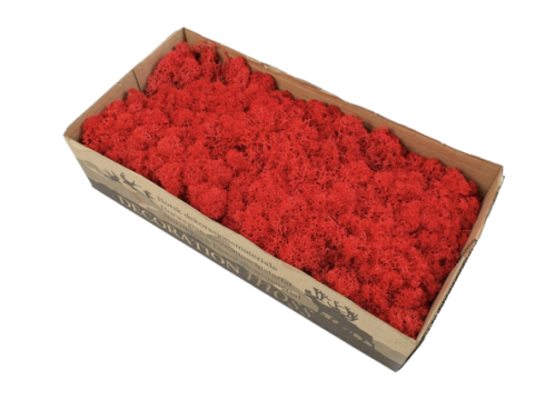 Muschi/licheni stabilizati, 500gr necurarati