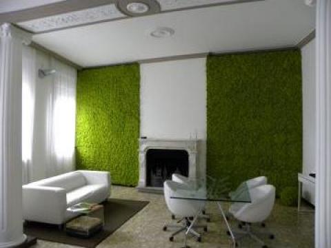 Muschi natural decorativ