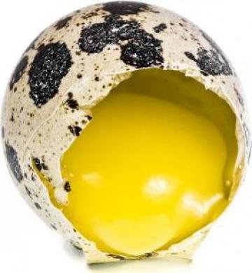 Oua de prepelita pentru consum si pentru incubat