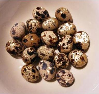 Oua de prepelita proaspete pentru consum