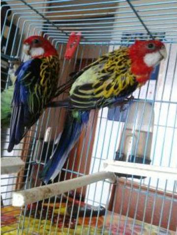 Papagali pereche Rosella + colivie