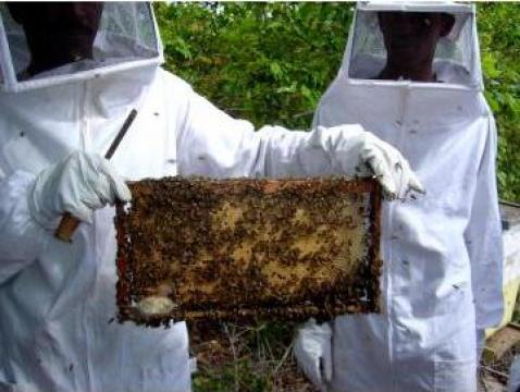 Plan de afaceri pentru ferma apicola
