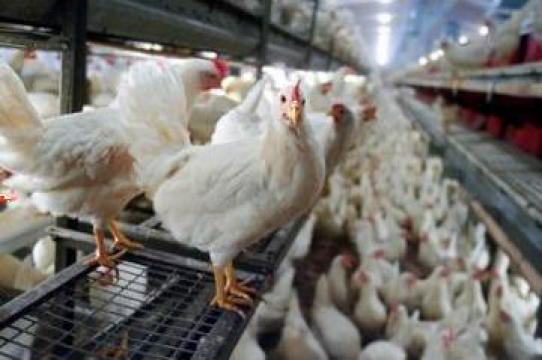 Plan de afaceri pentru ferma avicola pentru carne