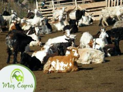 Plan de afaceri pentru ferma de capre