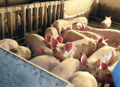 Plan de afaceri pentru ferma de porci pentru ingrasare