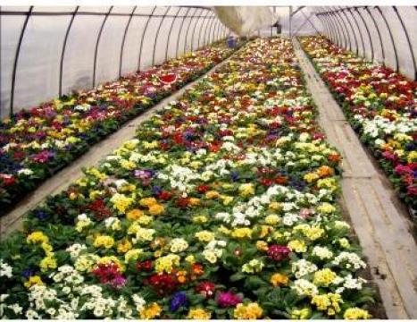 Plan de afaceri pentru floricultura