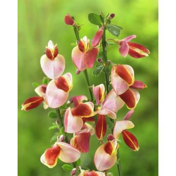 Planta Cytisus scoparius Burkwoodii de 30-35cm la ghiveci
