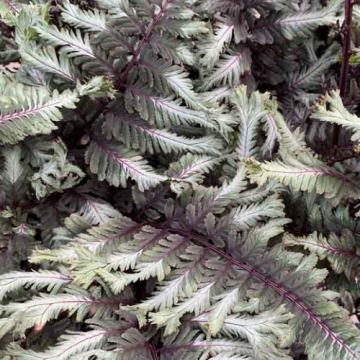 Planta Feriga de exterior Athyrium Crested Surf la ghiveci