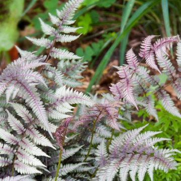 Planta Feriga de gradina Athyrium Red Beauty la ghiveci