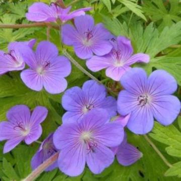 Planta Geranium Blue Sunrise (muscata de gradina) la ghiveci