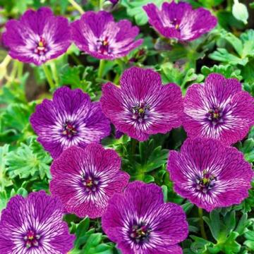 Planta Geranium Jolly Jewel Lilac (muscata de gradina)