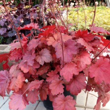 Planta Heuchera Coral Sea la ghiveci de 17 cm