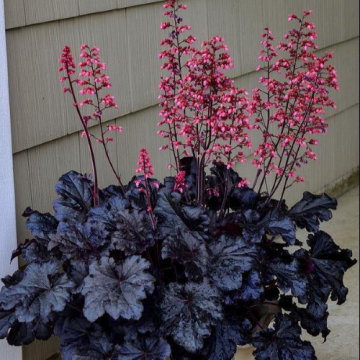 Planta Heuchera Timeless Night la ghiveci de 17 cm