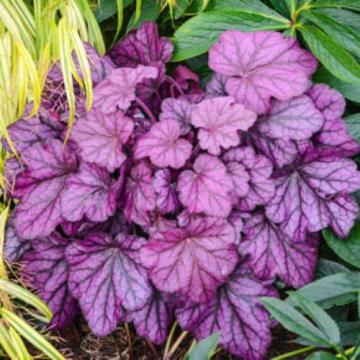 Planta Heuchera Wild Rose la ghiveci de 17 cm