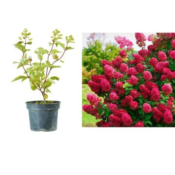 Planta Hortensie rosie Wim's Red la ghiveci C2-C3