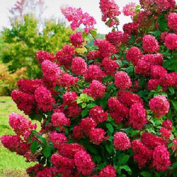 Planta Hortensie rosie Wim's Red la ghiveci C2-C3