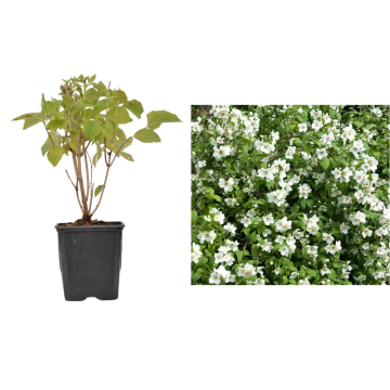 Planta Iasomie alba (Philadelphus Belle Etoile) de 25 cm