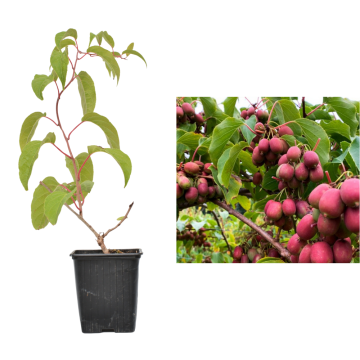 Planta Kiwi rosu Ken's Red de 30cm la ghiveci