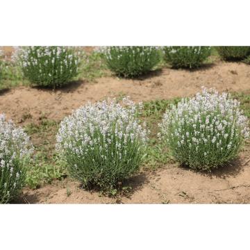 Planta Lavanda alba Arctic Snow 25cm la ghiveci