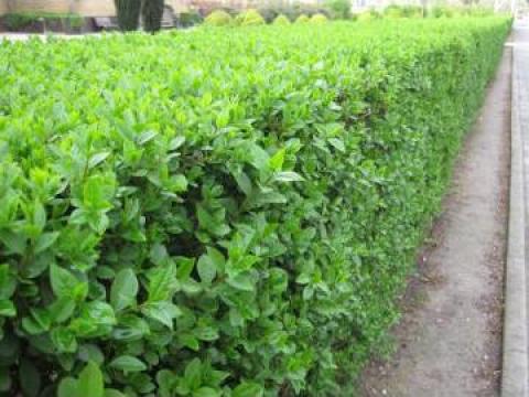 Planta Ligustrum Ovalifolium pentru gard viu