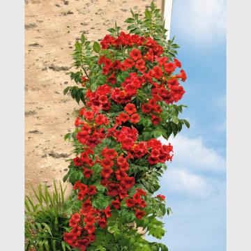 Planta Luleaua turcului (Campsis radicans) la ghiveci C2-C3
