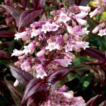 Planta Penstemon Dark Towers la ghiveci de 19 cm