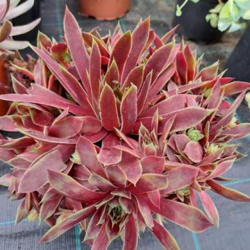 Planta Sempervivum Mix in ghiveci de 19 cm