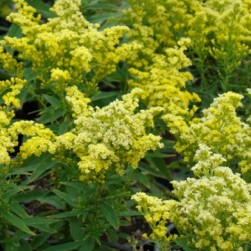 Planta Solidago Little Lemon la ghiveci de 17 cm