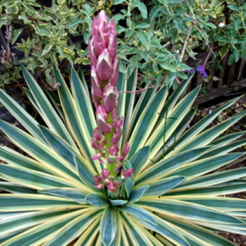 Planta Yucca Gloriosa Variegata in ghiveci de 7,5L